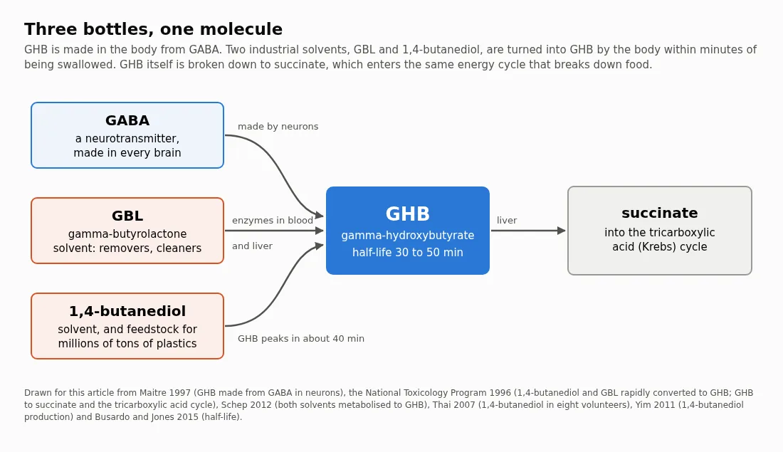 A diagram titled Three bottles, one molecule. Three boxes on the left, GABA (a neurotransmitter made in every brain), GBL (gamma-butyrolactone, a solvent in removers and cleaners) and 1,4-butanediol (a solvent and plastics feedstock), each have an arrow into a central box, GHB, gamma-hydroxybutyrate, half-life 30 to 50 minutes. An arrow labelled liver leads from GHB to succinate, which enters the tricarboxylic acid cycle.