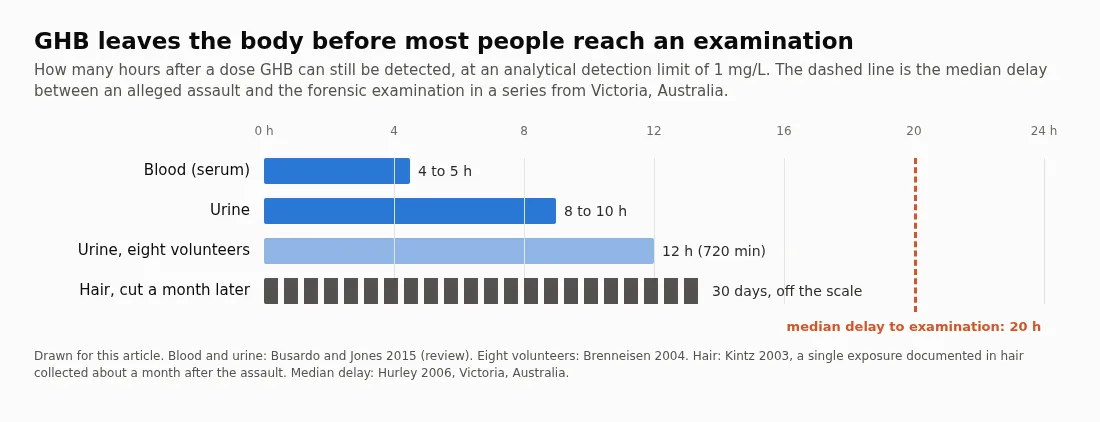 A horizontal bar chart of how many hours after a dose GHB can be detected: blood (serum) 4 to 5 hours, urine 8 to 10 hours, urine in eight volunteers 12 hours, and hair cut a month later 30 days, off the scale. A dashed line at 20 hours marks the median delay to forensic examination.